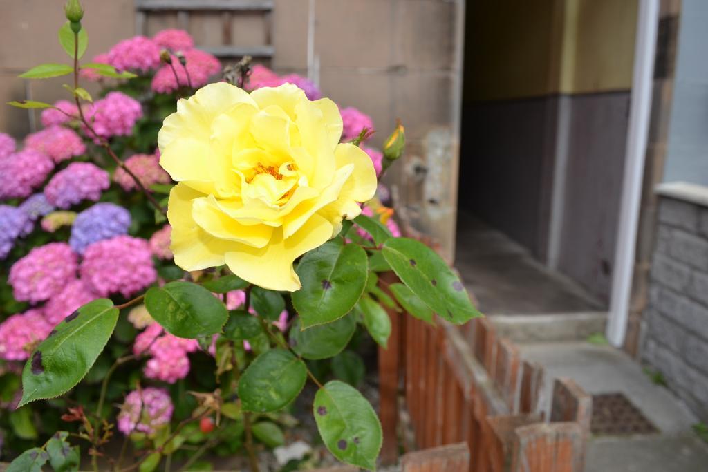 Pitt Street Apartment Beautiful Spacious Apartment Free Parking And Free Sanitizer Эдинбург Экстерьер фото